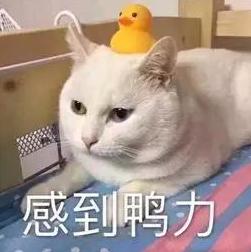 DƬ